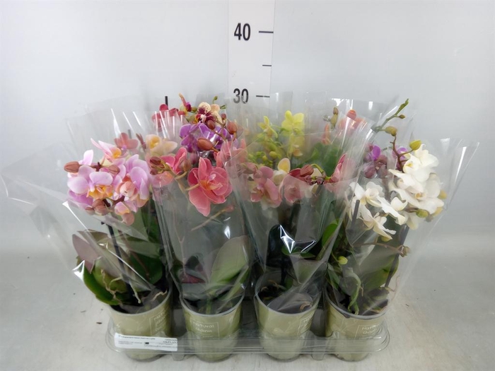 <h4>Phalaenopsis   ...mix</h4>