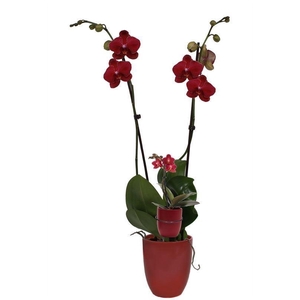 Hugo Wine Red Phal Rood 2T+ Tiny Dolls 1T