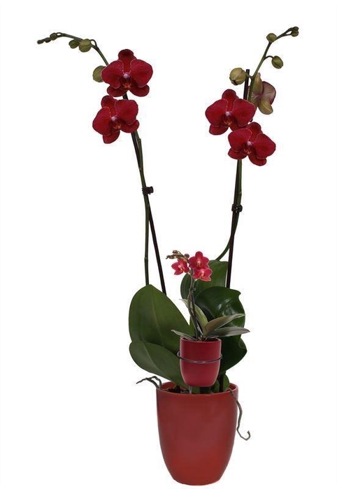 <h4>Hugo Wine Red Phal Rood 2T+ Tiny Dolls 1T</h4>