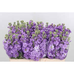Matthiola Centum Lavendel