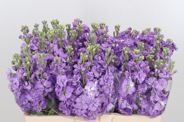 <h4>Matthiola Centum Lavendel</h4>