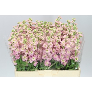 Matthiola Champagne