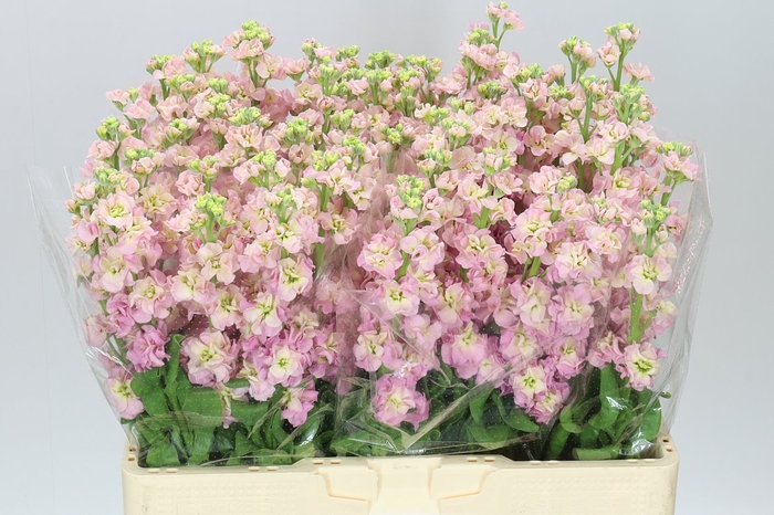 <h4>Matthiola Champagne</h4>