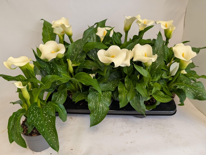 <h4>ZANT CAPT FRESCO</h4>