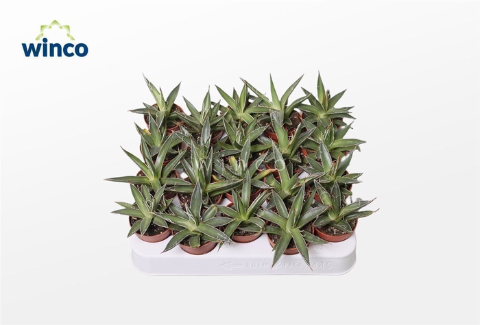 <h4>Agave Filifera</h4>