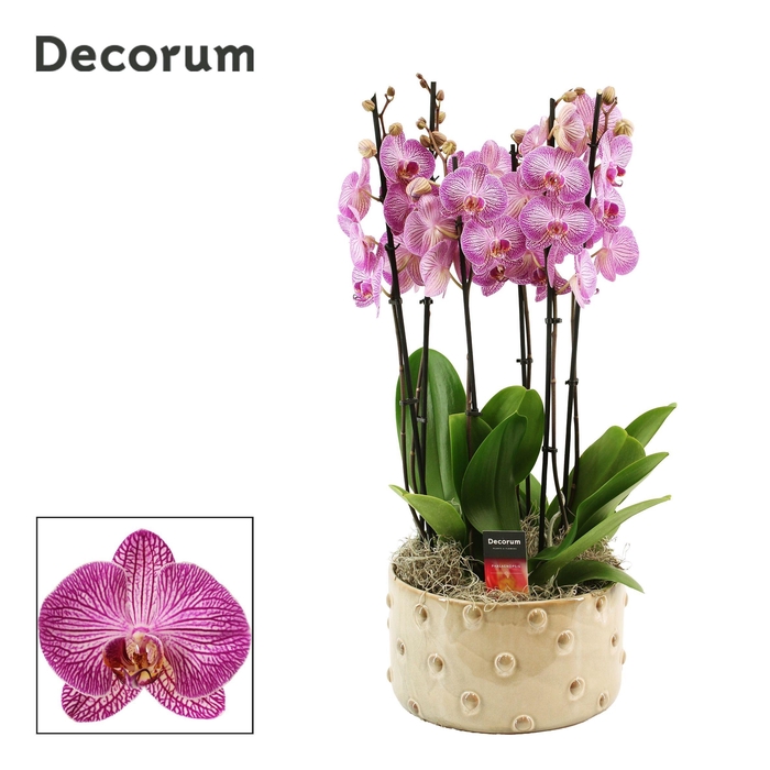 <h4>Belle 6 tak symphony purple (Deco-collection)</h4>