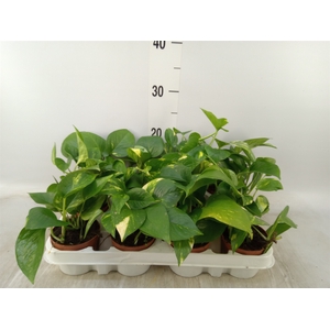 Epipremnum pinn. 'Aureum'