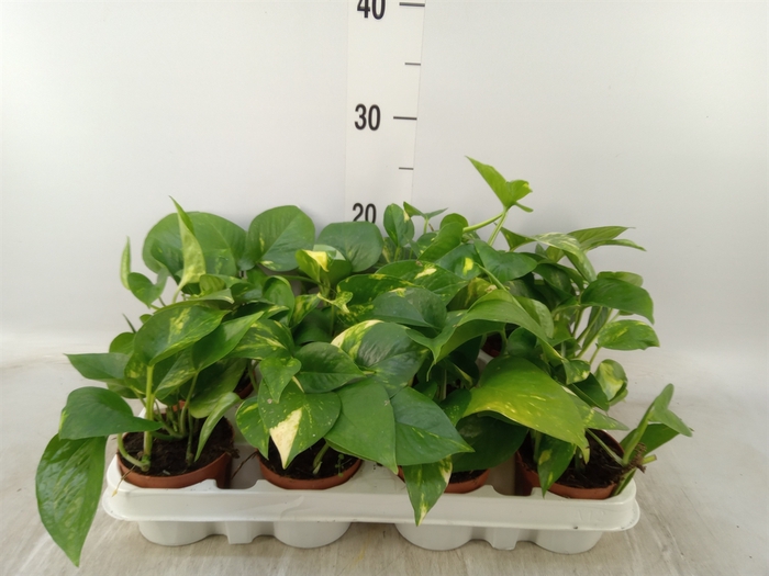 <h4>Epipremnum pinn. 'Aureum'</h4>