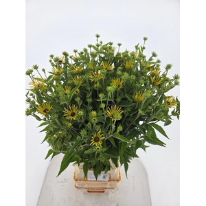RUDBECKIA OV