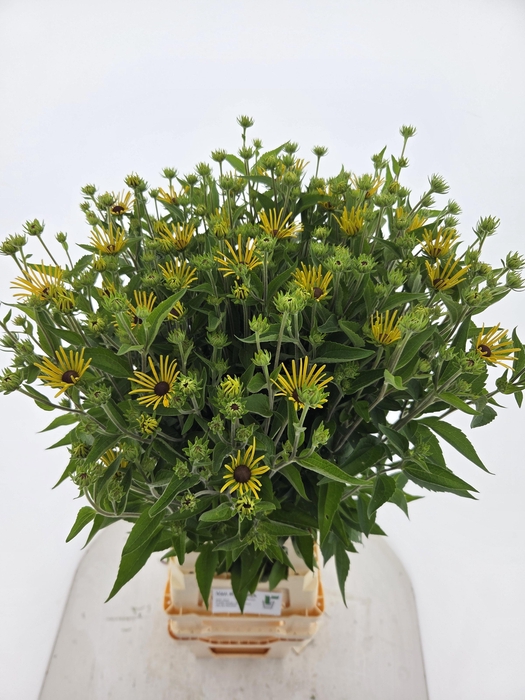 <h4>RUDBECKIA OV</h4>