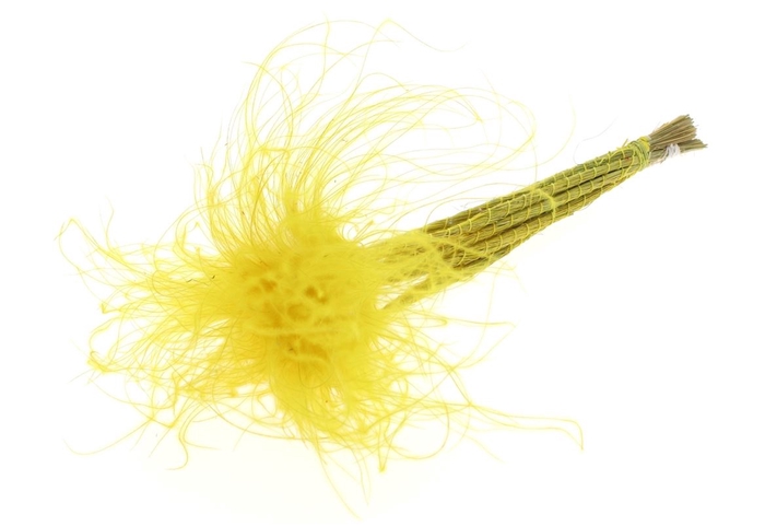 <h4>Stypha Penata 10 Tufts Per Bunch Yellow</h4>