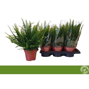 Nephrolepis exa. Green Lady 17Ø 40cm
