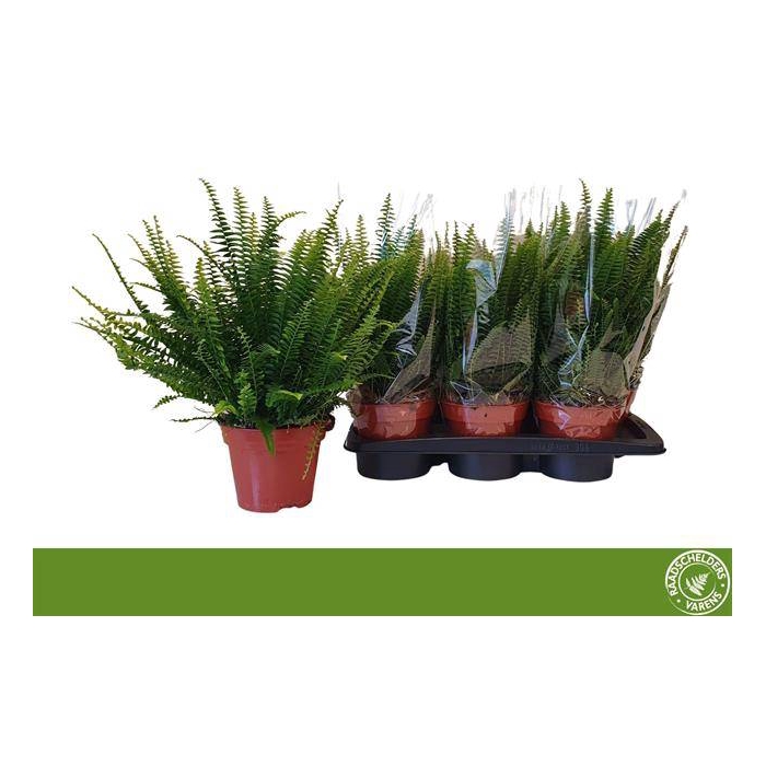 <h4>Nephrolepis exa. Green Lady 17Ø 40cm</h4>