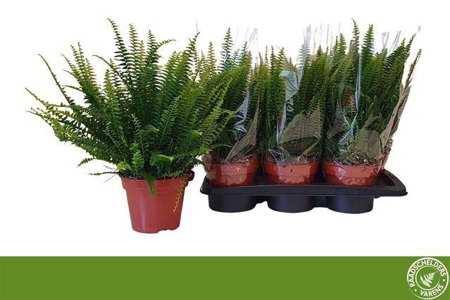 Nephrolepis exa. Green Lady 17Ø 40cm