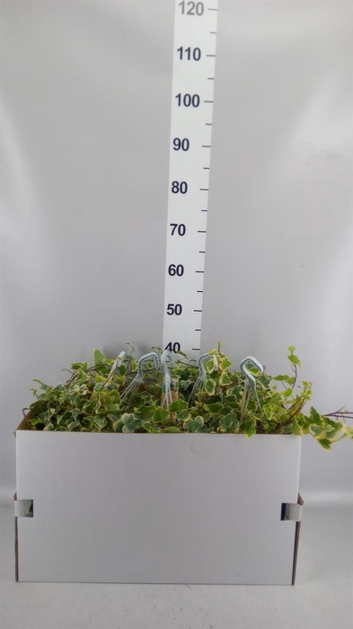 <h4>Hedera helix 'White Wonder'</h4>