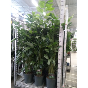 Caryota mitis