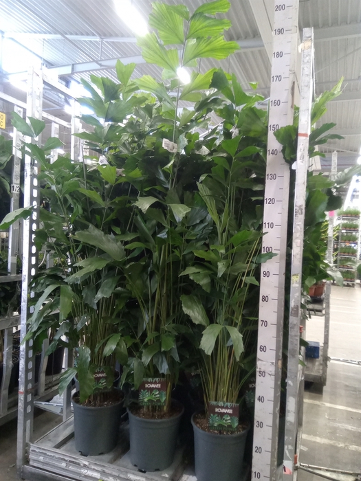 <h4>Caryota mitis</h4>