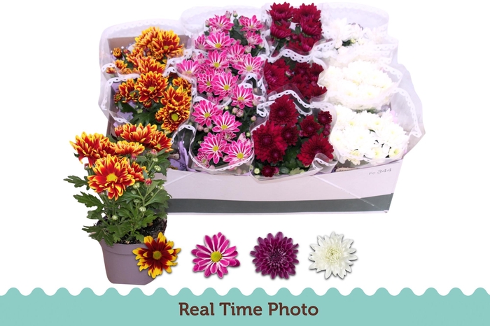 <h4>CHRYS GEM 4 KL</h4>