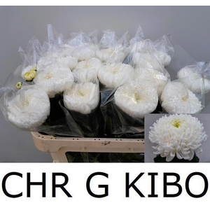 CHR G KIBO