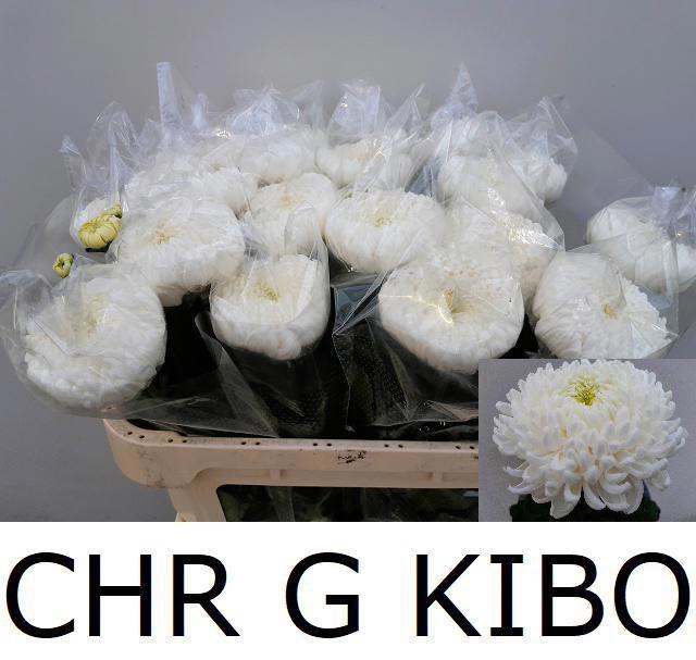 <h4>CHR G KIBO</h4>