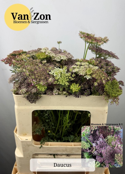 <h4>DAUCUS CAROTA DARA</h4>