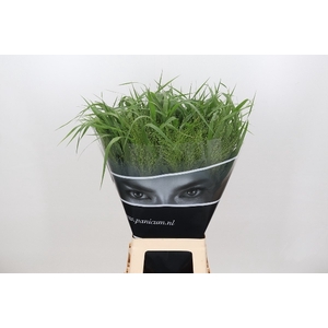 Panicum Fountain (full cc 27x150)