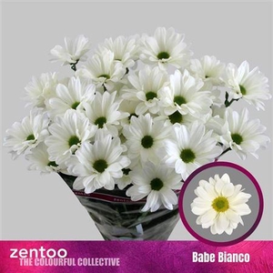 Chr T Babe Bianco