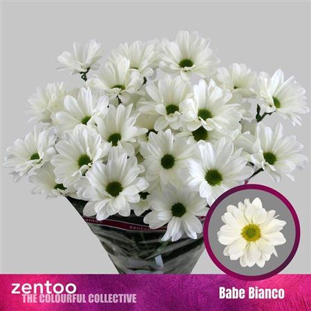 <h4>Chr T Babe Bianco</h4>