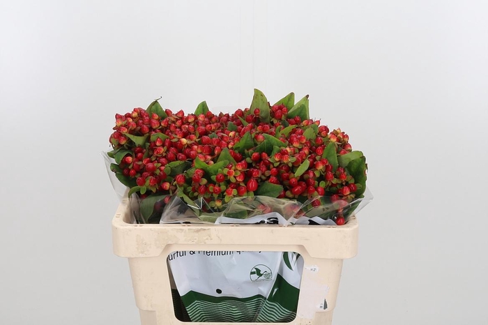 <h4>Hyp Mag Triumph</h4>