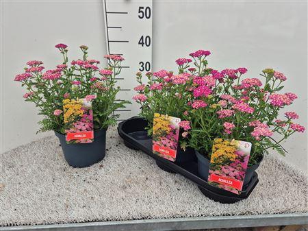 Achi Millefolium