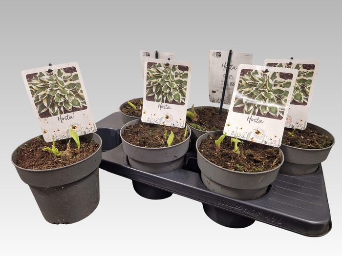 <h4>HOST TWILIGHT</h4>