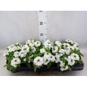 Verbena  'Aztec White Magic'