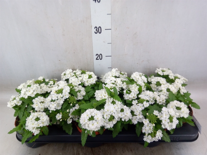 <h4>Verbena  'Aztec White Magic'</h4>