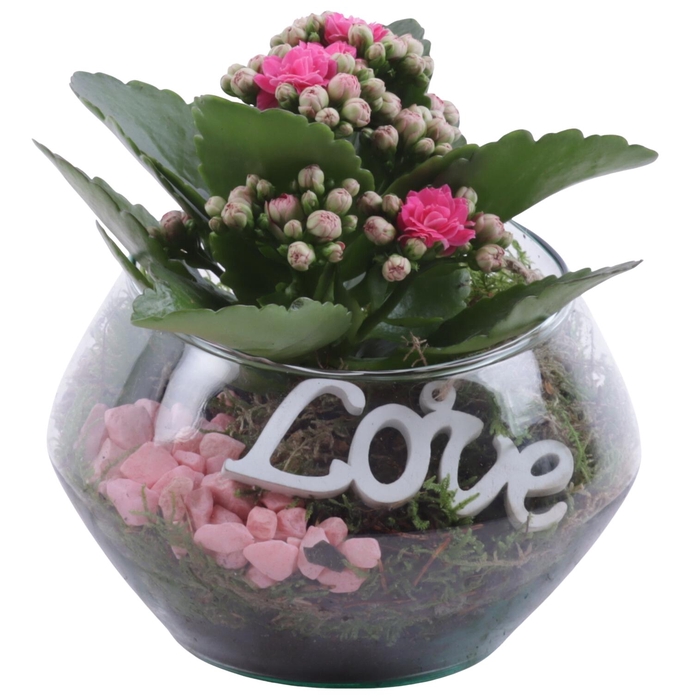 <h4>Womensday Arr. Indoor Glass Oblique UFO Vase Ø15cm 1PP</h4>