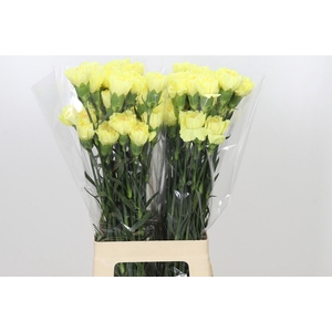 Dianthus St Hermes