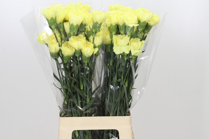<h4>Dianthus St Hermes</h4>