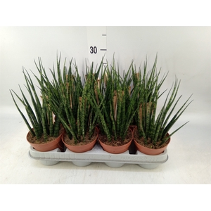 Sansevieria  'Fernwood'