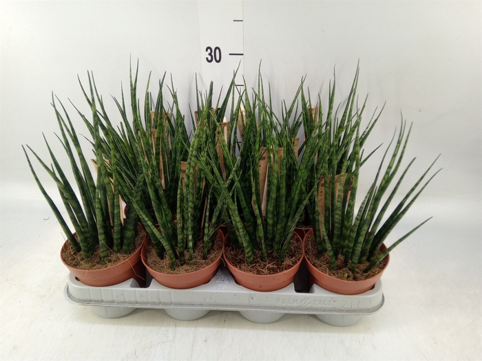 <h4>Sansevieria  'Fernwood'</h4>