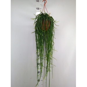 Rhipsalis floccosa