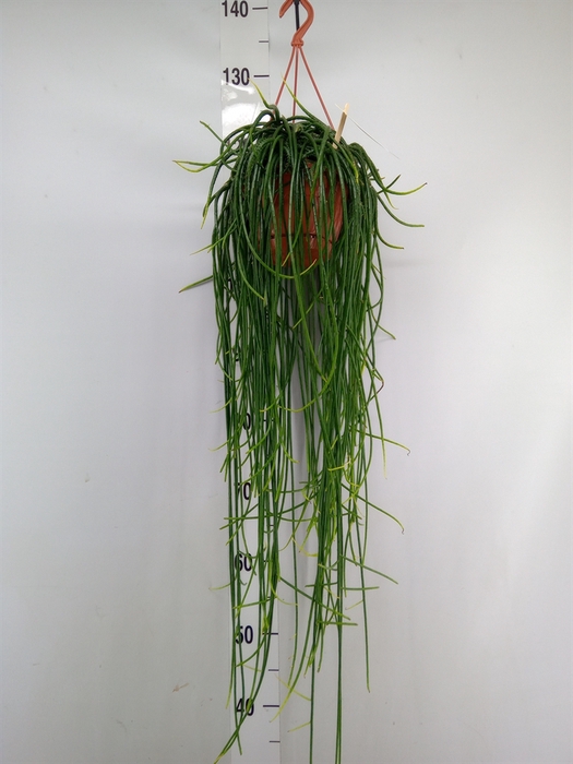 <h4>Rhipsalis floccosa</h4>