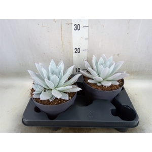 Echeveria  'Mexican Giant'