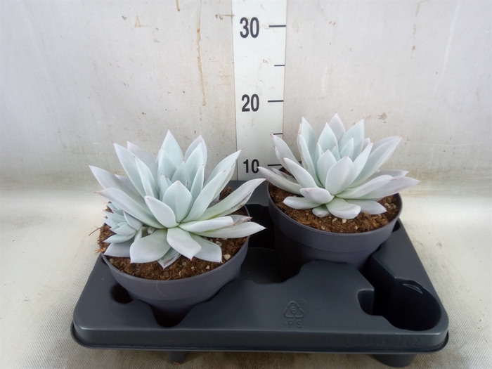 <h4>Echeveria  'Mexican Giant'</h4>