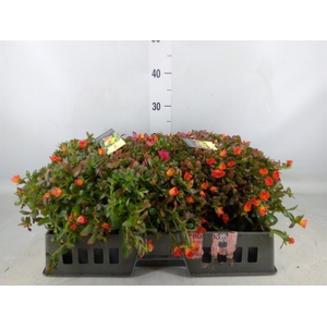 Portulaca   ...mix in pot