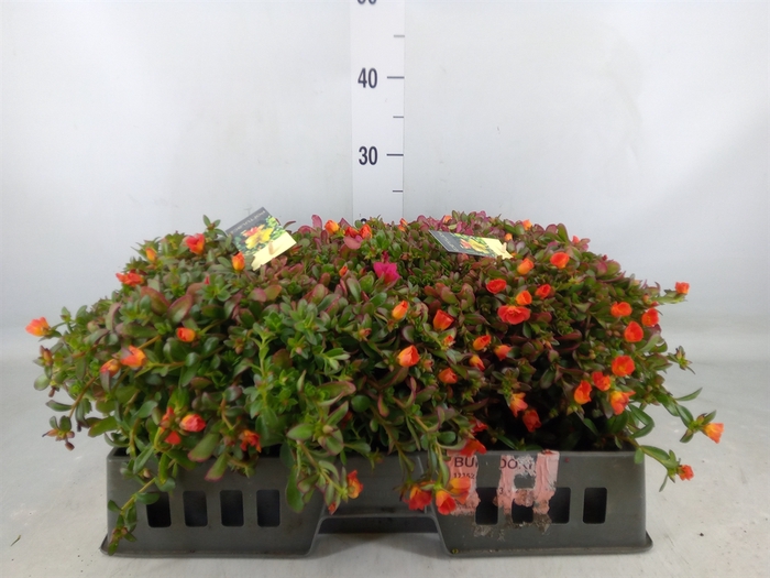 <h4>Portulaca   ...mix in pot</h4>