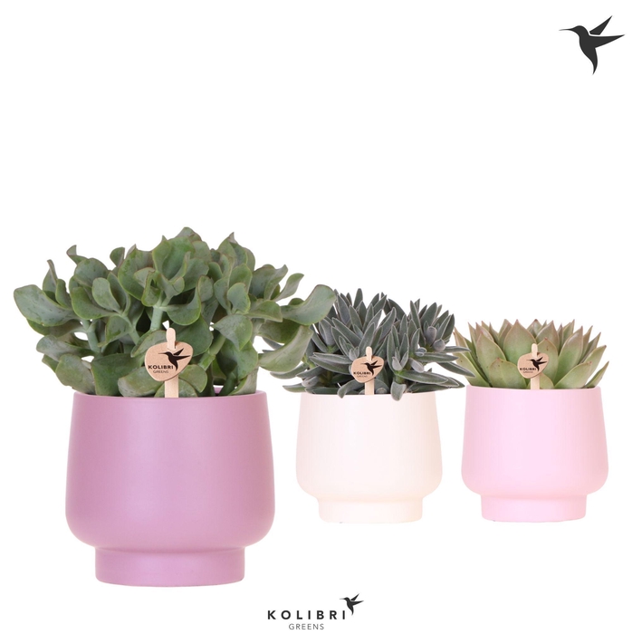 <h4>Kolibri Greens Succulenten mix in Scandic pot pink mix</h4>