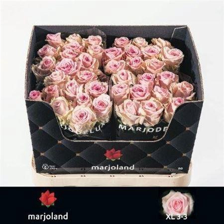 <h4>R Gr Sweet Dolomiti</h4>