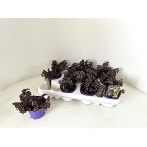 TRAD ZE PURPUSII
