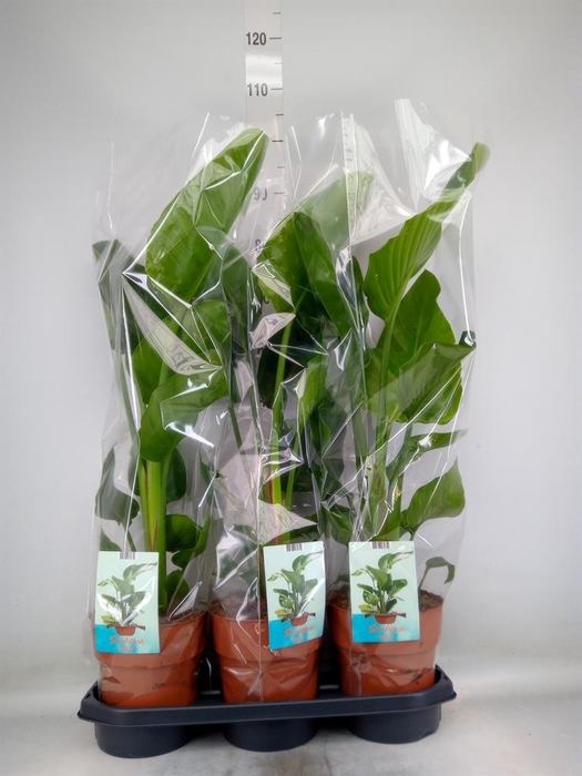 <h4>Strelitzia nicolai</h4>