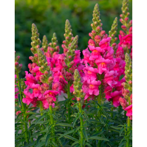 Antirrhinum majus overig
