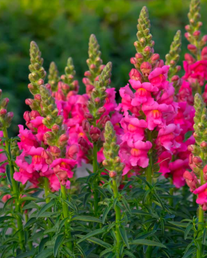 <h4>Antirrhinum majus overig</h4>